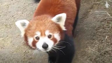 Peek a boo! Cheeky red panda plays hide and seek with keeper