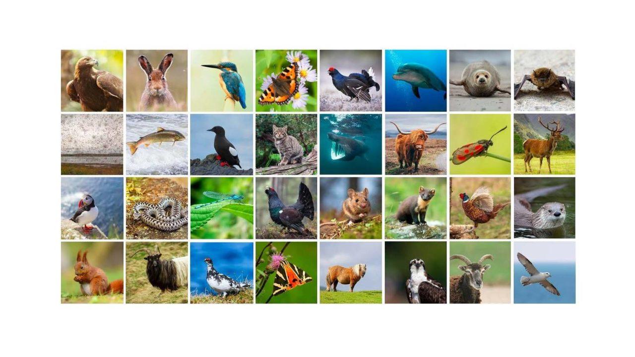 Search for nation’s top creature in Scottish Animal World Cup