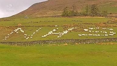 Farmers use flock of sheep in message of support to NHS
