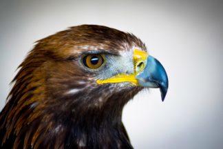 Man charged with wildlife crimes over bird poisonings