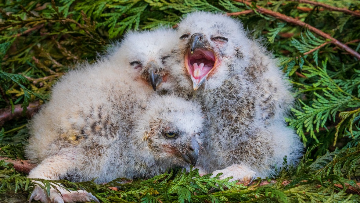 The chicks have been named after UK storms.