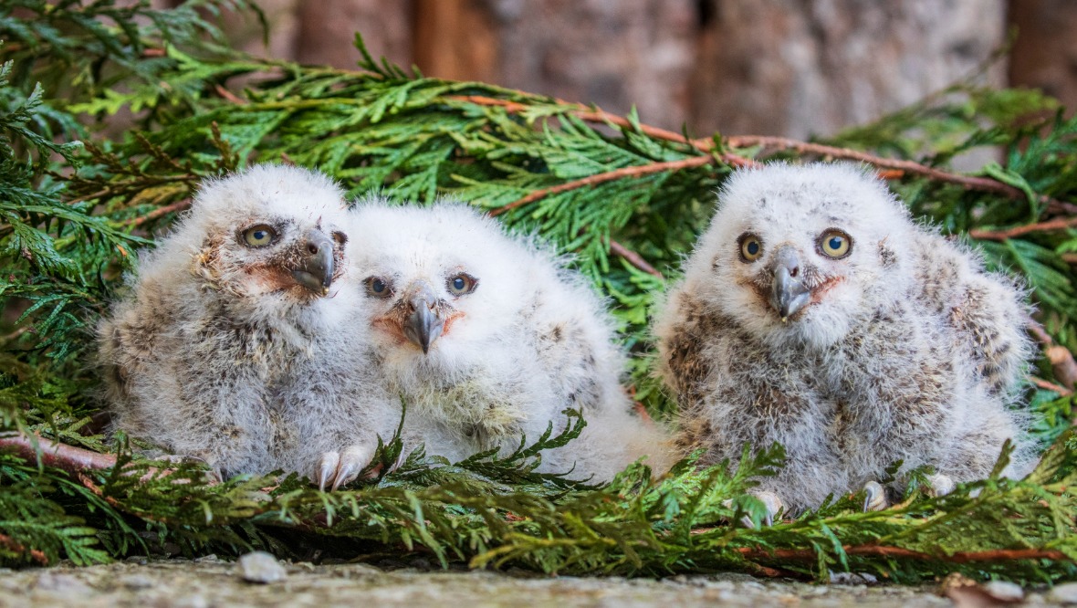 Trio of baby owls named after storms which battered UK