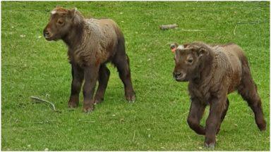 Mishmi takin calves unveiled at Highland Wildlife Park