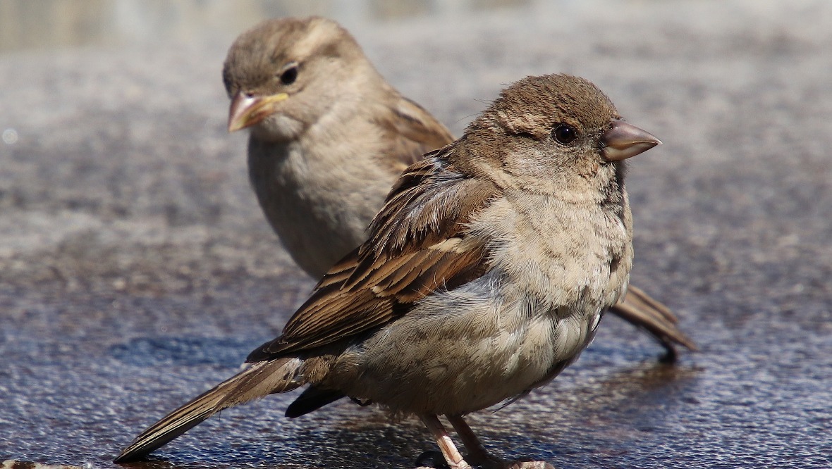 House sparrows seen most often in Scotland’s gardens