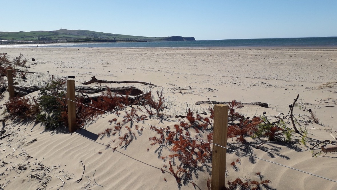Christmas trees helping to trap sand to protect beach