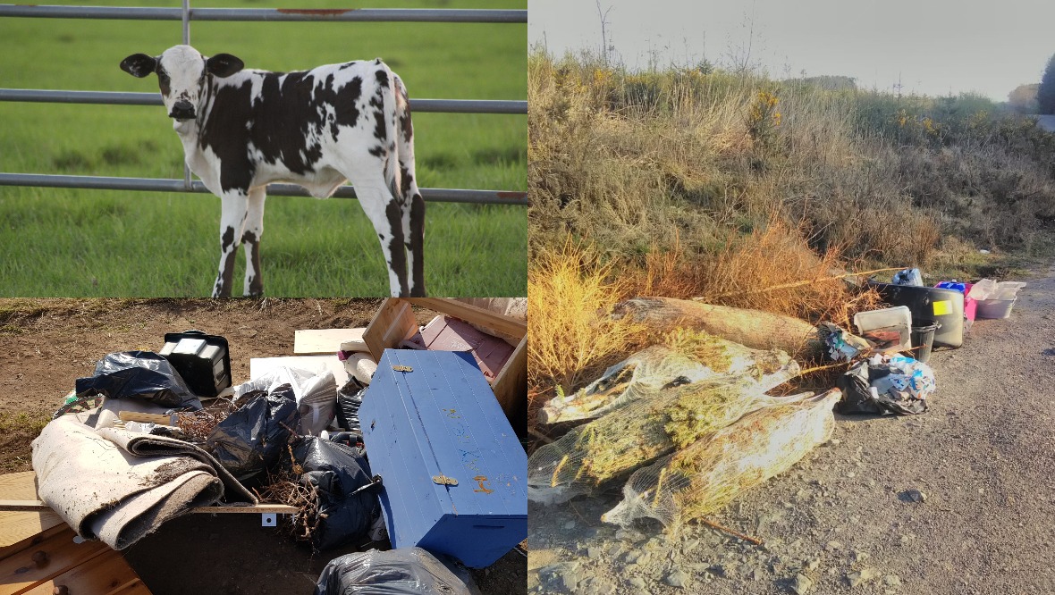 Fly-tipping warning as calf dies after choking on crisp packet