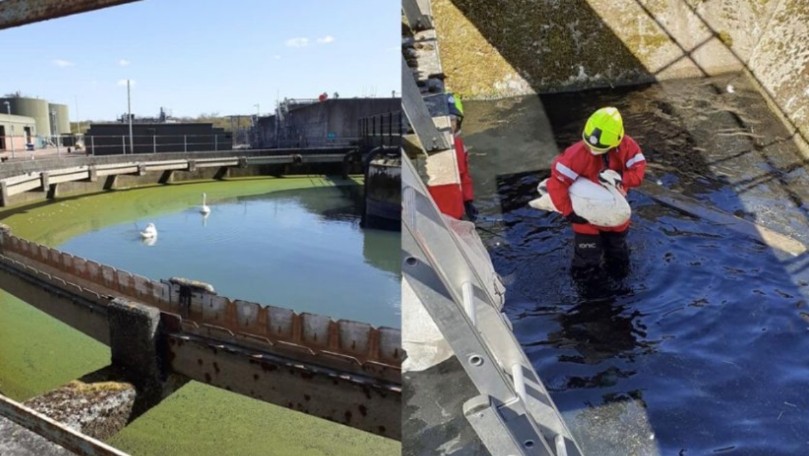 Fifteen firefighters rescue swans trapped in sewage works