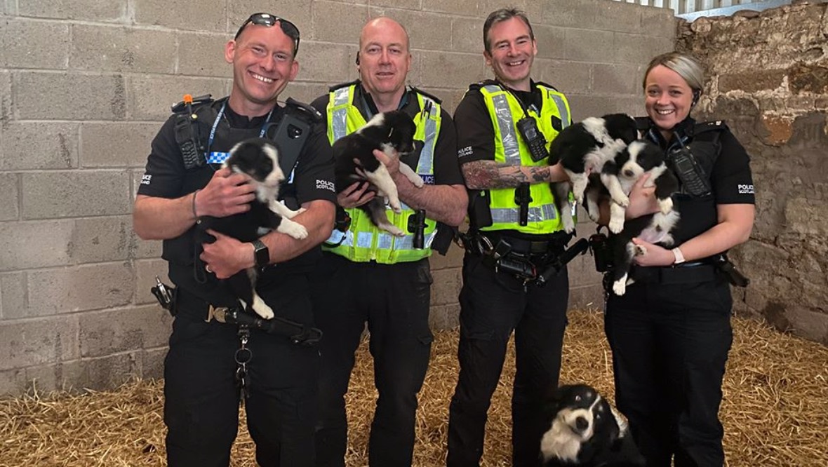 Man collared over theft of eight puppies from farm