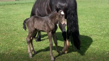 Mare surprises owners with birth of adorable filly