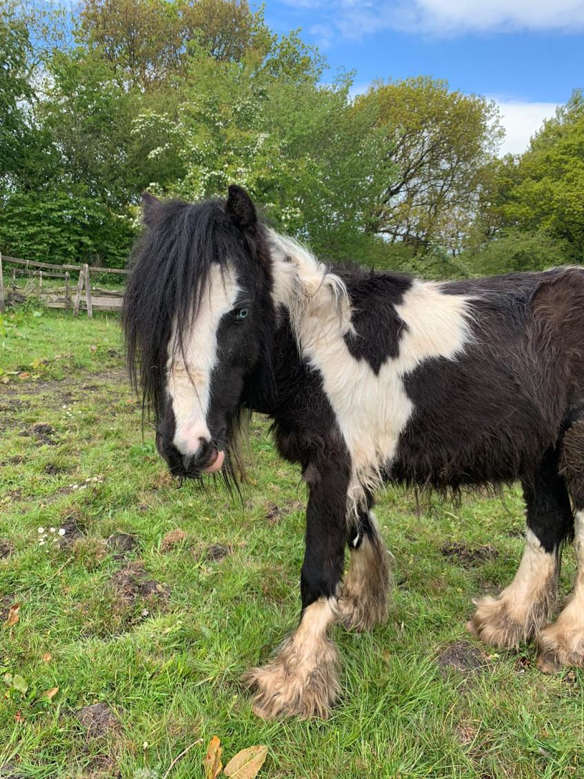 Horse: The Scottish SPCA is appealing for information.