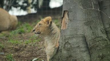 Mane event: Watch the lion cubs at Edinburgh Zoo