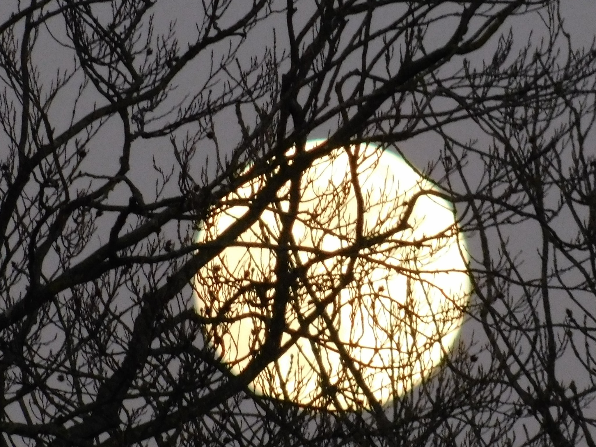 Mesmerising: Linda Bolt set up a super shot.