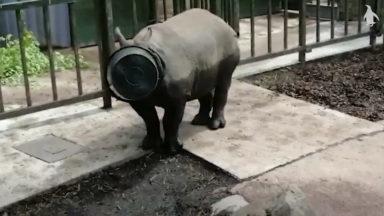Clumsy rhino gets his head stuck in a bucket
