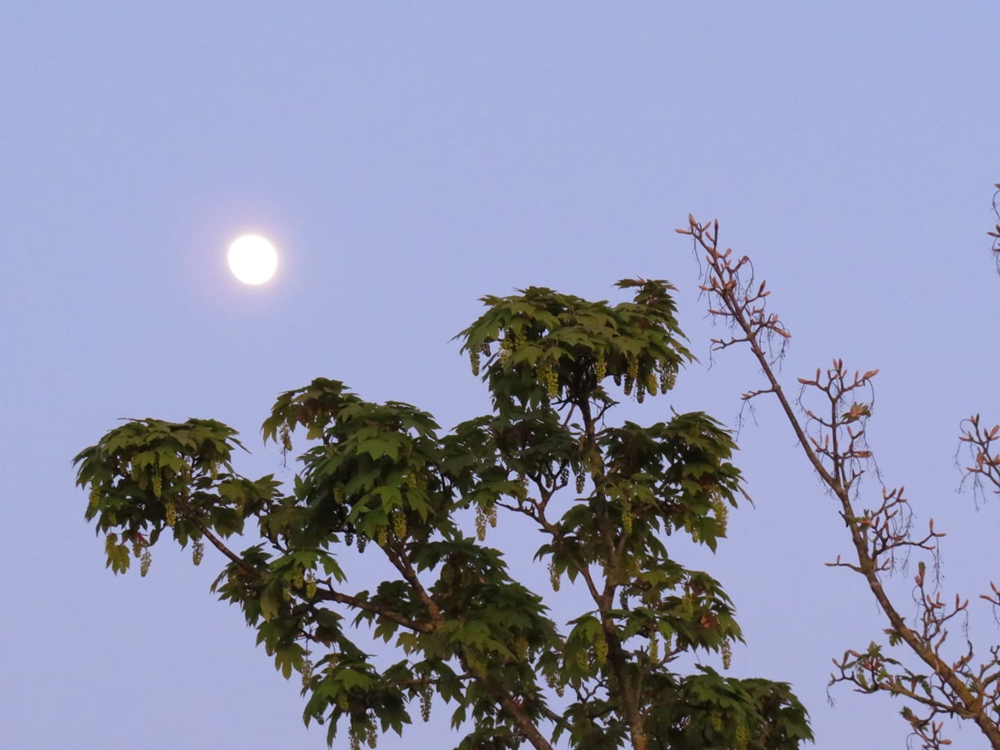 Bright: Robyn Donaghy snapped the full moon before dark.