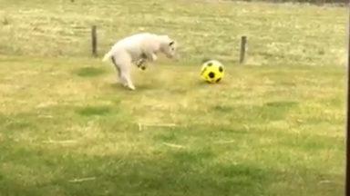 Lively lamb caught leaping around with ball in garden