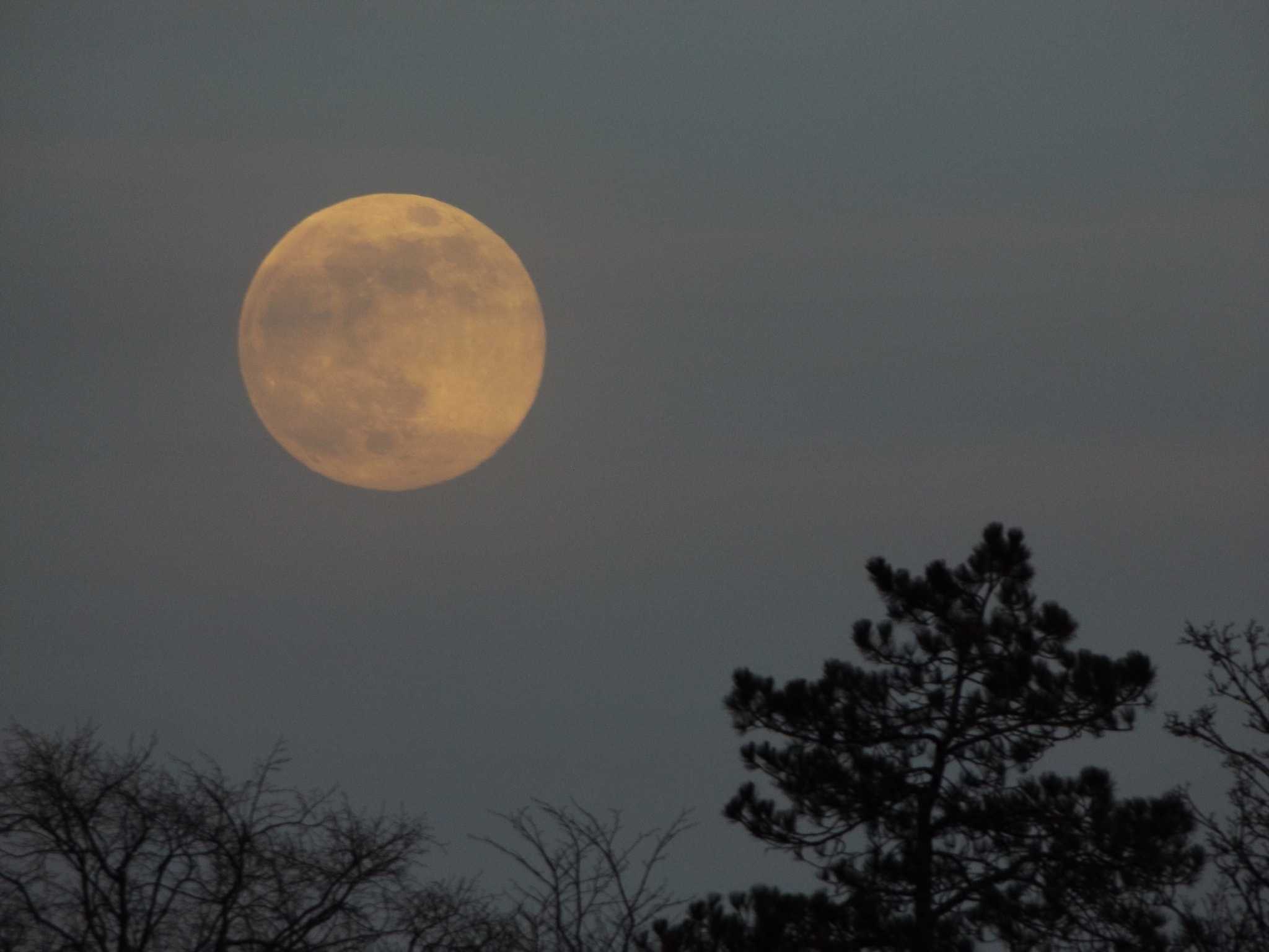 Easy on the eye: Tam Hood captured this fantastic picture of the 'flower moon'.