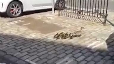 Scottish Water worker rescues a family of ducks