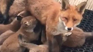 Fox filmed feeding her seven cubs in back garden