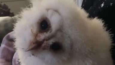 Inquisitive owl Fluff unexpectedly born during pandemic