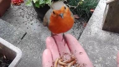 Feeling peckish: Robin snacks from woman’s hand