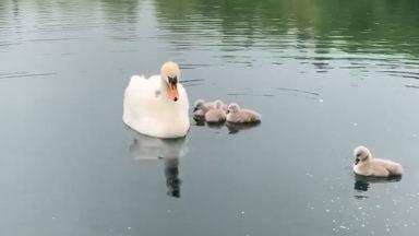 Woman spots sweet family of swans swimming in park pond