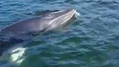 Curious minke whale surprises fishing family in loch