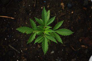Cannabis farm worth £300,000 seized in police raid