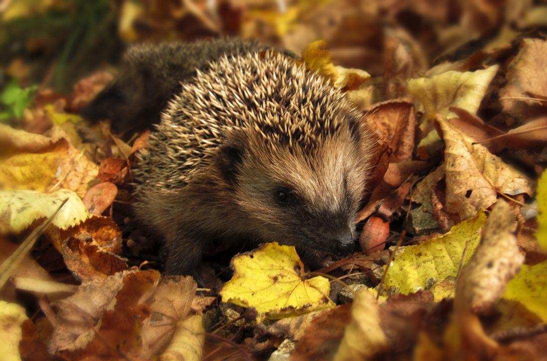 Call to turn your garden into a ‘hedgehog highway’