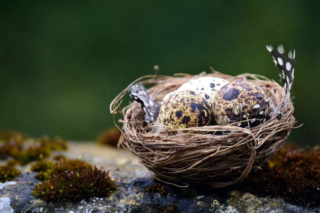 Offenders who destroy bird nests ‘could face longer jail time’