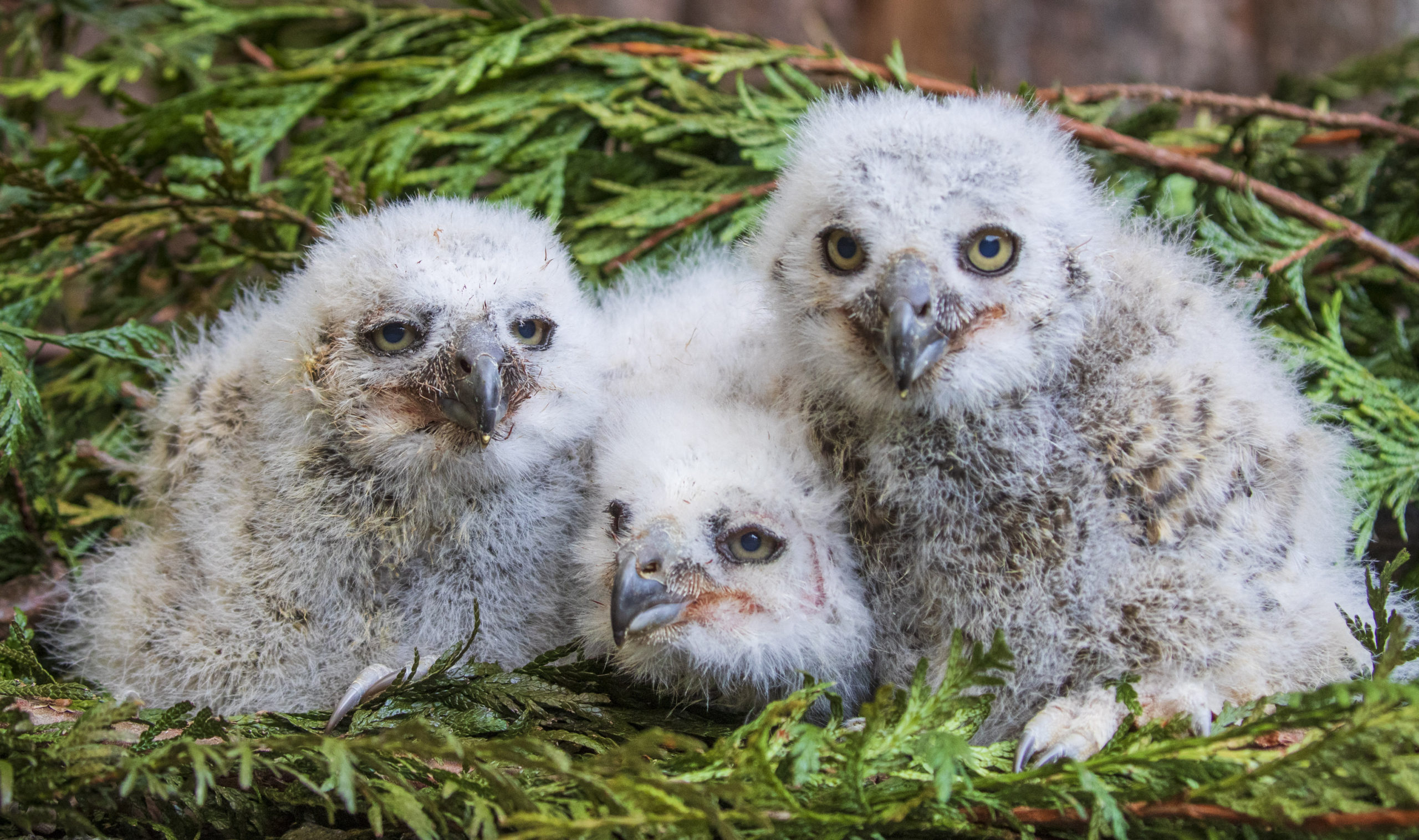 The owls pictured at three-weeks-old. SWNS.