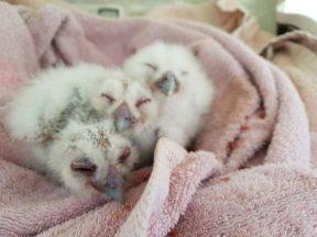 Lord of the wings: Trio of baby owls rescued from burrow