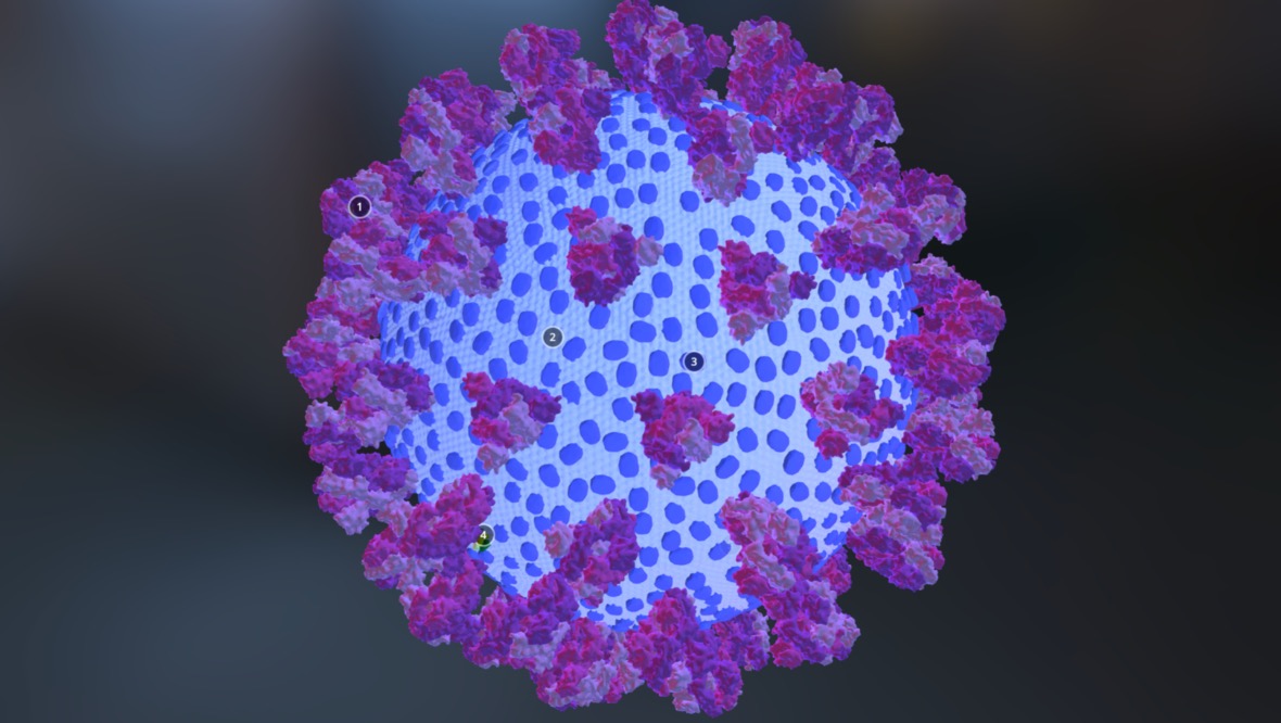 University creates detailed 3D model of coronavirus