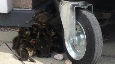 Quacking effort: Mother and ducklings rescued from balcony