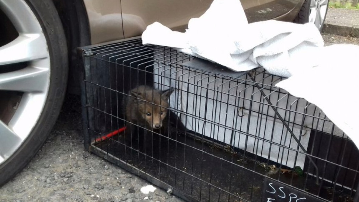 Fox survives brush with danger after hiding under car bonnet
