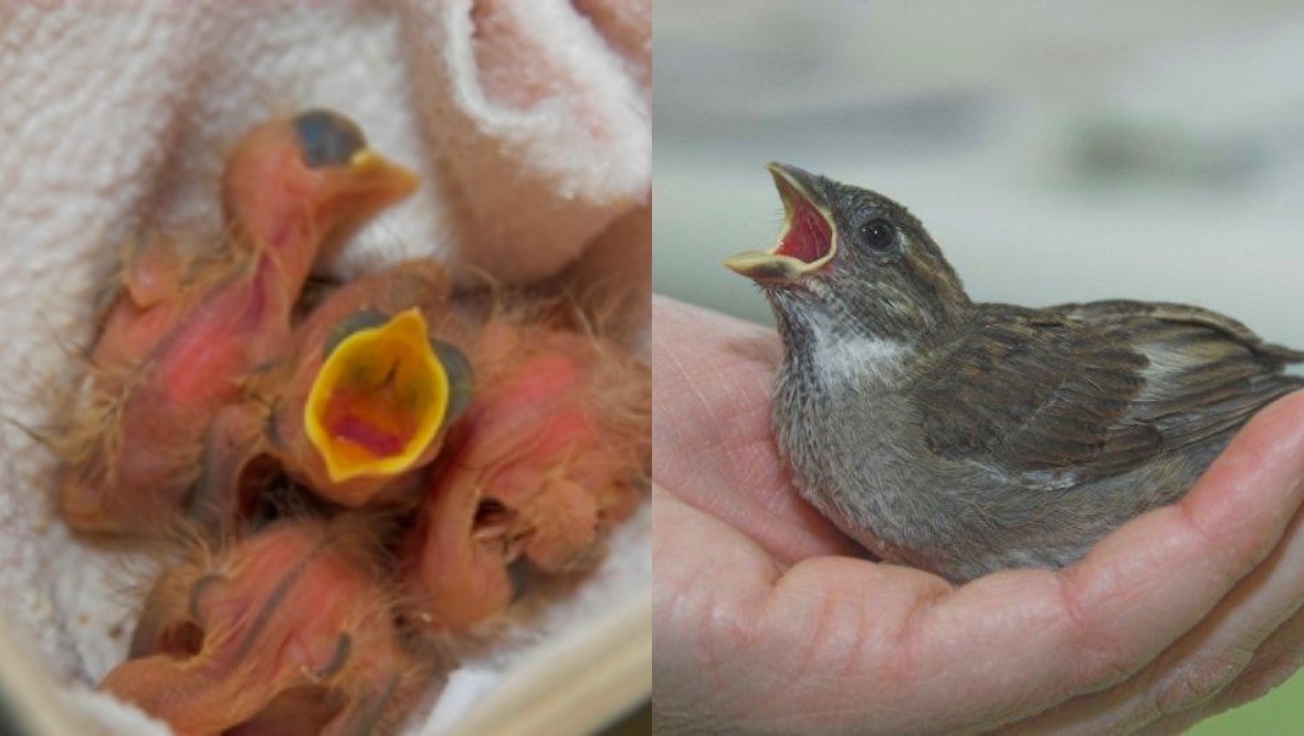 Call to help baby birds being separated from families