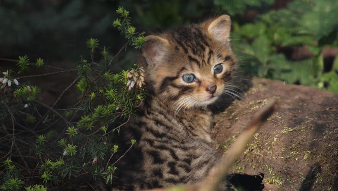 Feline fine: Rare Scottish wildcat kitten born at zoo