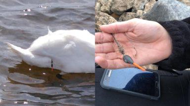 Swan rescue mission after wing caught in fishing wire