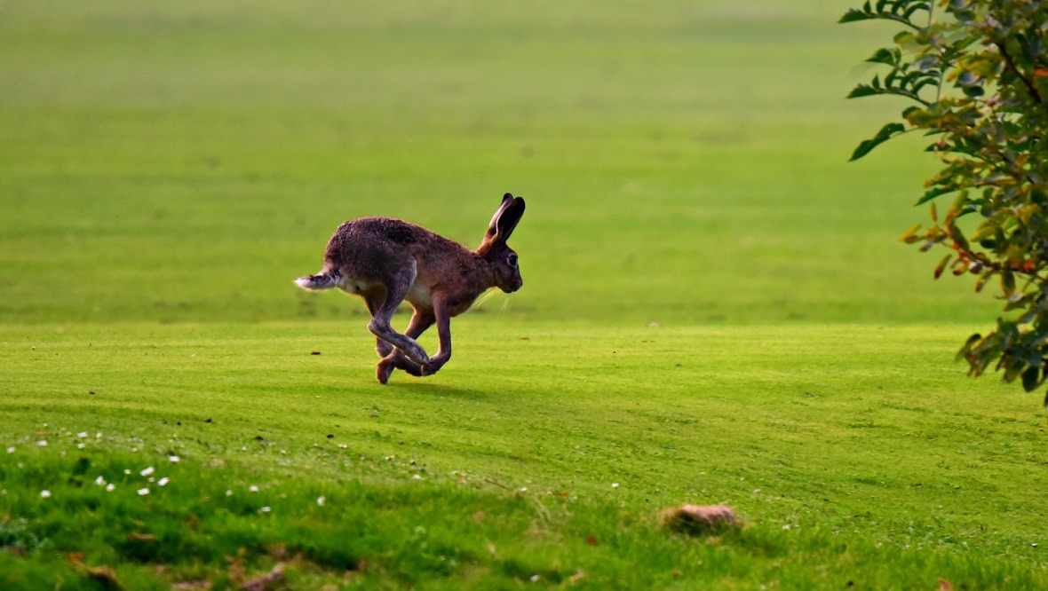 Four men charged over hare coursing across Scotland