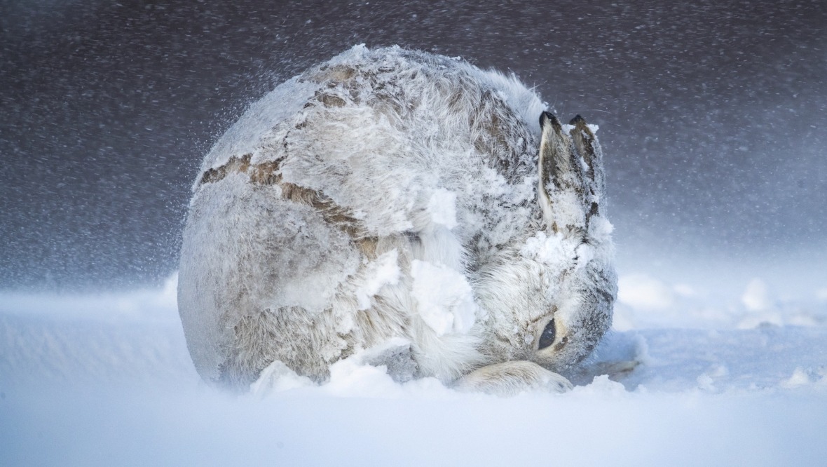 Hare ball: Picture snapped in blizzard wins top prize