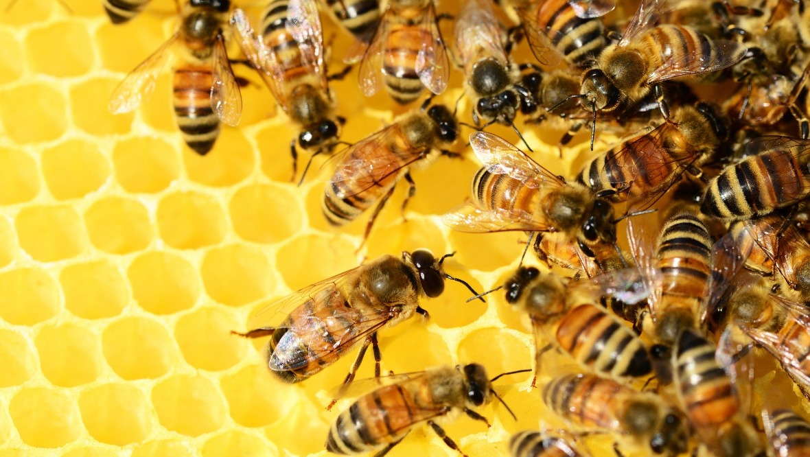 Honeybee hives destroyed after highly contagious infection found