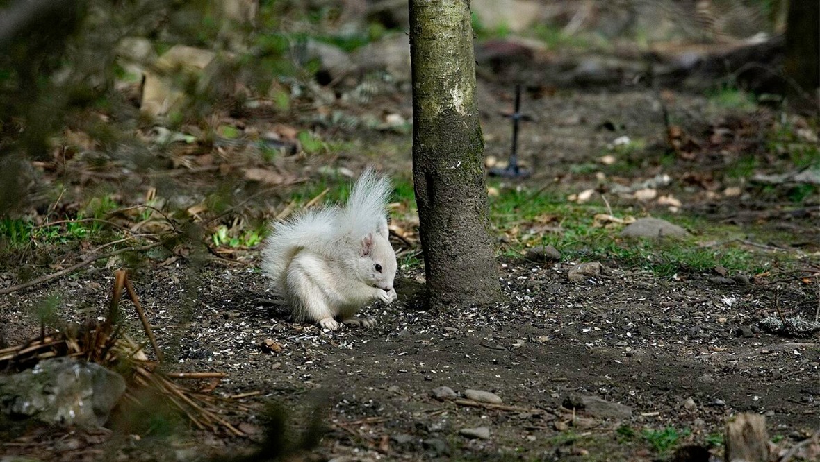 Rare white squirrel spotted searching for food in garden