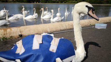 Swan with beak trapped in bottle top ‘could have died’