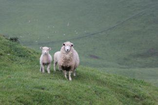 Hunt for occupants of van after lamb shot dead and sheep hurt
