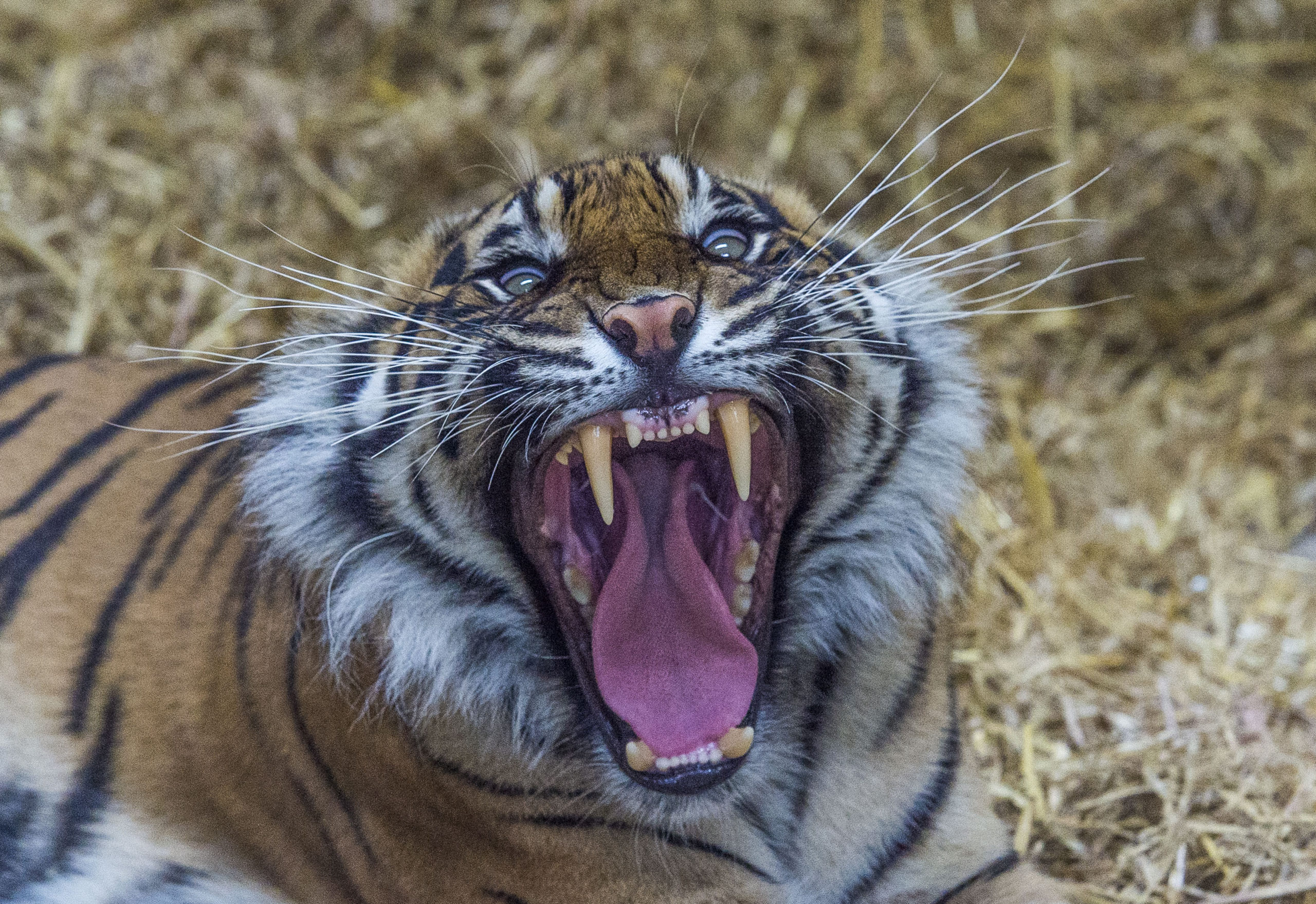 Dharma The Tiger welcomes visitors back to Edinburgh Zoo.