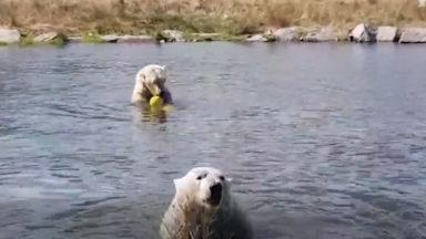 Two polar bears enjoy a wee paddle in a pond