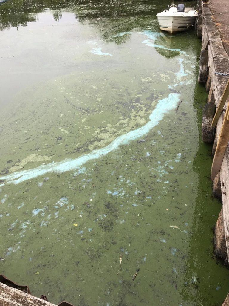 Harmful blue-green algae identified at nature reserve | STV News