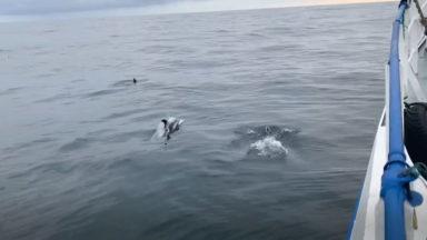 Pod of curious dolphins swim round fisherman’s boat
