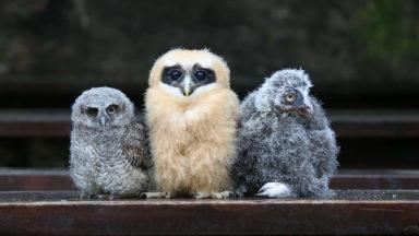 Adorable owl chicks from different climates enjoy photoshoot