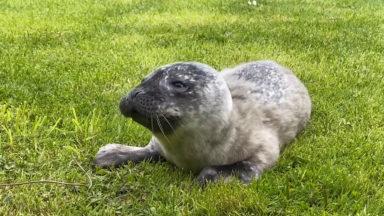Adorable seal pup making progress despite losing mum