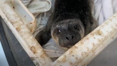 A two-day-old seal pup was rescued from a beach in Shetland.